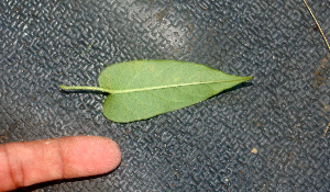  (Ipomoea lindelii - BioBot01342)  @11 [ ] CreativeCommons - Attribution Non-Commercial Share-Alike (2010) Daniel H. Janzen Guanacaste Dry Forest Conservation Fund