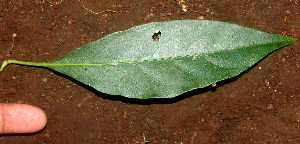  ( - BioBot01348)  @11 [ ] CreativeCommons - Attribution Non-Commercial Share-Alike (2010) Daniel H. Janzen Guanacaste Dry Forest Conservation Fund
