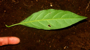  (Solanum arboreum - BioBot01348)  @11 [ ] CreativeCommons - Attribution Non-Commercial Share-Alike (2010) Daniel H. Janzen Guanacaste Dry Forest Conservation Fund