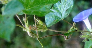  ( - BioBot01368)  @11 [ ] CreativeCommons - Attribution Non-Commercial Share-Alike (2010) Daniel H. Janzen Guanacaste Dry Forest Conservation Fund