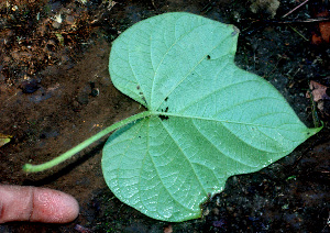  ( - BioBot01369)  @11 [ ] CreativeCommons - Attribution Non-Commercial Share-Alike (2010) Daniel H. Janzen Guanacaste Dry Forest Conservation Fund