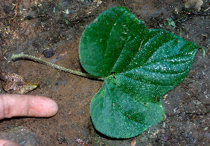  ( - BioBot01369)  @11 [ ] CreativeCommons - Attribution Non-Commercial Share-Alike (2010) Daniel H. Janzen Guanacaste Dry Forest Conservation Fund