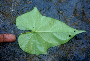  ( - BioBot01373)  @11 [ ] CreativeCommons - Attribution Non-Commercial Share-Alike (2010) Daniel H. Janzen Guanacaste Dry Forest Conservation Fund