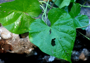  ( - BioBot01374)  @11 [ ] CreativeCommons - Attribution Non-Commercial Share-Alike (2010) Daniel H. Janzen Guanacaste Dry Forest Conservation Fund