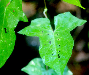  ( - BioBot01374)  @11 [ ] CreativeCommons - Attribution Non-Commercial Share-Alike (2010) Daniel H. Janzen Guanacaste Dry Forest Conservation Fund