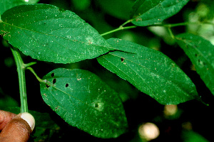  ( - BioBot01378)  @11 [ ] CreativeCommons - Attribution Non-Commercial Share-Alike (2010) Daniel H. Janzen Guanacaste Dry Forest Conservation Fund