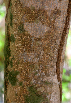  (Forchhammeria - BioBot01381)  @11 [ ] CreativeCommons - Attribution Non-Commercial Share-Alike (2010) Daniel H. Janzen Guanacaste Dry Forest Conservation Fund