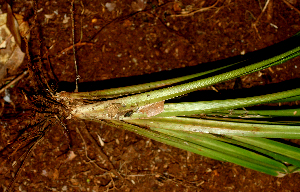  ( - BioBot01406)  @11 [ ] CreativeCommons - Attribution Non-Commercial Share-Alike (2010) Daniel H. Janzen Guanacaste Dry Forest Conservation Fund