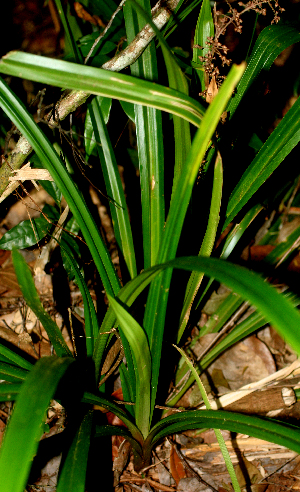  ( - BioBot01408)  @11 [ ] CreativeCommons - Attribution Non-Commercial Share-Alike (2010) Daniel H. Janzen Guanacaste Dry Forest Conservation Fund