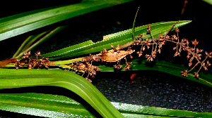  ( - BioBot01408)  @11 [ ] CreativeCommons - Attribution Non-Commercial Share-Alike (2010) Daniel H. Janzen Guanacaste Dry Forest Conservation Fund