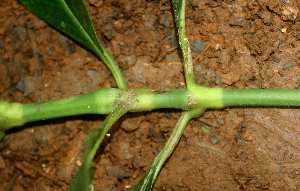  ( - BioBot01413)  @11 [ ] CreativeCommons - Attribution Non-Commercial Share-Alike (2010) Daniel H. Janzen Guanacaste Dry Forest Conservation Fund