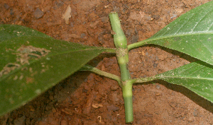  ( - BioBot01413)  @11 [ ] CreativeCommons - Attribution Non-Commercial Share-Alike (2010) Daniel H. Janzen Guanacaste Dry Forest Conservation Fund