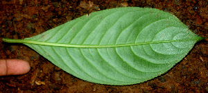  ( - BioBot01413)  @11 [ ] CreativeCommons - Attribution Non-Commercial Share-Alike (2010) Daniel H. Janzen Guanacaste Dry Forest Conservation Fund