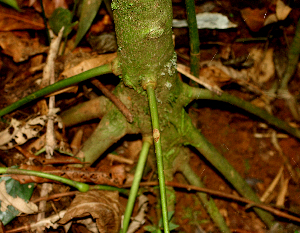  ( - BioBot01414)  @11 [ ] CreativeCommons - Attribution Non-Commercial Share-Alike (2010) Daniel H. Janzen Guanacaste Dry Forest Conservation Fund