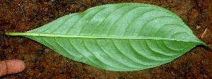  ( - BioBot01414)  @11 [ ] CreativeCommons - Attribution Non-Commercial Share-Alike (2010) Daniel H. Janzen Guanacaste Dry Forest Conservation Fund