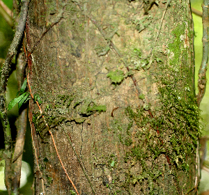  ( - BioBot01415)  @11 [ ] CreativeCommons - Attribution Non-Commercial Share-Alike (2010) Daniel H. Janzen Guanacaste Dry Forest Conservation Fund