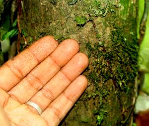  ( - BioBot01415)  @11 [ ] CreativeCommons - Attribution Non-Commercial Share-Alike (2010) Daniel H. Janzen Guanacaste Dry Forest Conservation Fund