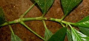  ( - BioBot01415)  @11 [ ] CreativeCommons - Attribution Non-Commercial Share-Alike (2010) Daniel H. Janzen Guanacaste Dry Forest Conservation Fund