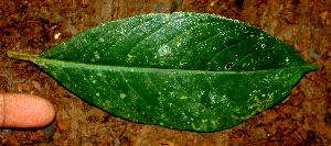  ( - BioBot01415)  @11 [ ] CreativeCommons - Attribution Non-Commercial Share-Alike (2010) Daniel H. Janzen Guanacaste Dry Forest Conservation Fund