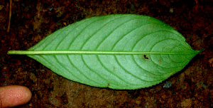  ( - BioBot01415)  @11 [ ] CreativeCommons - Attribution Non-Commercial Share-Alike (2010) Daniel H. Janzen Guanacaste Dry Forest Conservation Fund