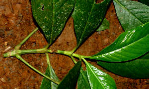  ( - BioBot01415)  @11 [ ] CreativeCommons - Attribution Non-Commercial Share-Alike (2010) Daniel H. Janzen Guanacaste Dry Forest Conservation Fund