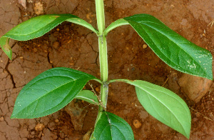  ( - BioBot01423)  @11 [ ] CreativeCommons - Attribution Non-Commercial Share-Alike (2010) Daniel H. Janzen Guanacaste Dry Forest Conservation Fund