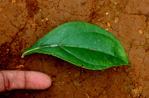  (Irlbachia alata - BioBot01423)  @11 [ ] CreativeCommons - Attribution Non-Commercial Share-Alike (2010) Daniel H. Janzen Guanacaste Dry Forest Conservation Fund