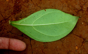  ( - BioBot01423)  @11 [ ] CreativeCommons - Attribution Non-Commercial Share-Alike (2010) Daniel H. Janzen Guanacaste Dry Forest Conservation Fund