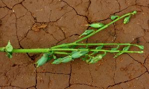  ( - BioBot01425)  @11 [ ] CreativeCommons - Attribution Non-Commercial Share-Alike (2010) Daniel H. Janzen Guanacaste Dry Forest Conservation Fund