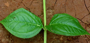  ( - BioBot01426)  @11 [ ] CreativeCommons - Attribution Non-Commercial Share-Alike (2010) Daniel H. Janzen Guanacaste Dry Forest Conservation Fund