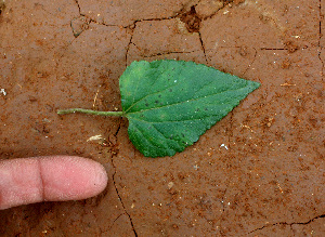  (Fleischmannia pycnocephala - BioBot01427)  @11 [ ] CreativeCommons - Attribution Non-Commercial Share-Alike (2010) Daniel H. Janzen Guanacaste Dry Forest Conservation Fund