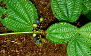  ( - BioBot01441)  @11 [ ] CreativeCommons - Attribution Non-Commercial Share-Alike (2010) Daniel H. Janzen Guanacaste Dry Forest Conservation Fund