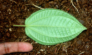  ( - BioBot01442)  @11 [ ] CreativeCommons - Attribution Non-Commercial Share-Alike (2010) Daniel H. Janzen Guanacaste Dry Forest Conservation Fund