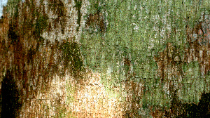  ( - BioBot01445)  @11 [ ] CreativeCommons - Attribution Non-Commercial Share-Alike (2010) Daniel H. Janzen Guanacaste Dry Forest Conservation Fund