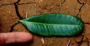  ( - BioBot01445)  @11 [ ] CreativeCommons - Attribution Non-Commercial Share-Alike (2010) Daniel H. Janzen Guanacaste Dry Forest Conservation Fund