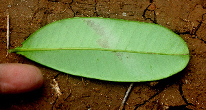  ( - BioBot01445)  @11 [ ] CreativeCommons - Attribution Non-Commercial Share-Alike (2010) Daniel H. Janzen Guanacaste Dry Forest Conservation Fund