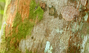  ( - BioBot01446)  @11 [ ] CreativeCommons - Attribution Non-Commercial Share-Alike (2010) Daniel H. Janzen Guanacaste Dry Forest Conservation Fund