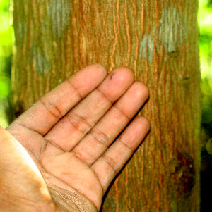  ( - BioBot01447)  @11 [ ] CreativeCommons - Attribution Non-Commercial Share-Alike (2010) Daniel H. Janzen Guanacaste Dry Forest Conservation Fund