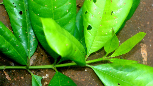  ( - BioBot01451)  @11 [ ] CreativeCommons - Attribution Non-Commercial Share-Alike (2010) Daniel H. Janzen Guanacaste Dry Forest Conservation Fund