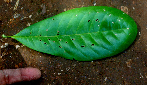  ( - BioBot01451)  @11 [ ] CreativeCommons - Attribution Non-Commercial Share-Alike (2010) Daniel H. Janzen Guanacaste Dry Forest Conservation Fund