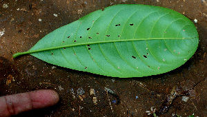  ( - BioBot01451)  @11 [ ] CreativeCommons - Attribution Non-Commercial Share-Alike (2010) Daniel H. Janzen Guanacaste Dry Forest Conservation Fund