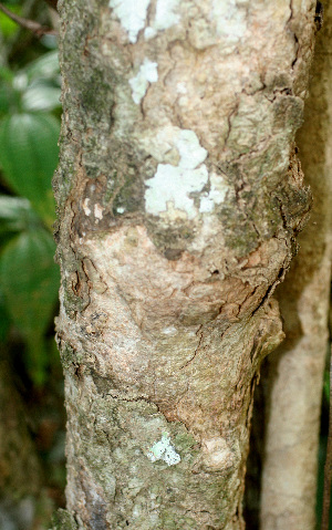  ( - BioBot01452)  @11 [ ] CreativeCommons - Attribution Non-Commercial Share-Alike (2010) Daniel H. Janzen Guanacaste Dry Forest Conservation Fund