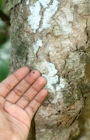  ( - BioBot01452)  @11 [ ] CreativeCommons - Attribution Non-Commercial Share-Alike (2010) Daniel H. Janzen Guanacaste Dry Forest Conservation Fund