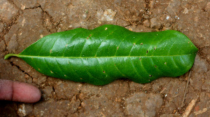  ( - BioBot01452)  @11 [ ] CreativeCommons - Attribution Non-Commercial Share-Alike (2010) Daniel H. Janzen Guanacaste Dry Forest Conservation Fund