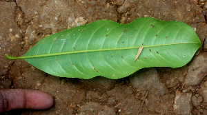  ( - BioBot01452)  @11 [ ] CreativeCommons - Attribution Non-Commercial Share-Alike (2010) Daniel H. Janzen Guanacaste Dry Forest Conservation Fund