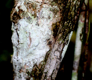  ( - BioBot01453)  @11 [ ] CreativeCommons - Attribution Non-Commercial Share-Alike (2010) Daniel H. Janzen Guanacaste Dry Forest Conservation Fund