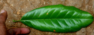  ( - BioBot01453)  @11 [ ] CreativeCommons - Attribution Non-Commercial Share-Alike (2010) Daniel H. Janzen Guanacaste Dry Forest Conservation Fund