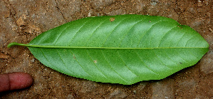  ( - BioBot01453)  @11 [ ] CreativeCommons - Attribution Non-Commercial Share-Alike (2010) Daniel H. Janzen Guanacaste Dry Forest Conservation Fund