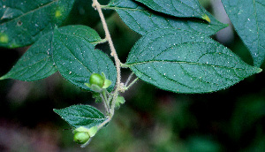  (Solanum cordovense - BioBot01462)  @11 [ ] CreativeCommons - Attribution Non-Commercial Share-Alike (2010) Daniel H. Janzen Guanacaste Dry Forest Conservation Fund