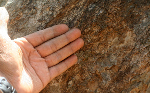  ( - BioBot01467)  @11 [ ] CreativeCommons - Attribution Non-Commercial Share-Alike (2010) Daniel H. Janzen Guanacaste Dry Forest Conservation Fund